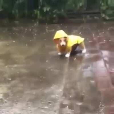 He's practicing to walk with his tiny raincoat