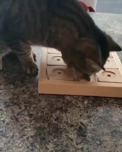 She has to puzzle to get her treats