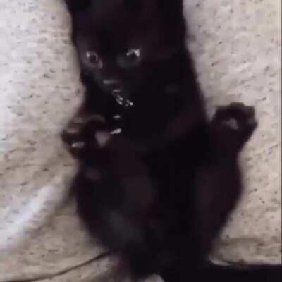 Smol kitten realises it has more than one paw