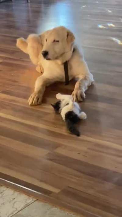 Gentle giant wants to play with kitten