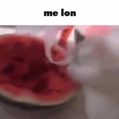 Heavy cat eats melon