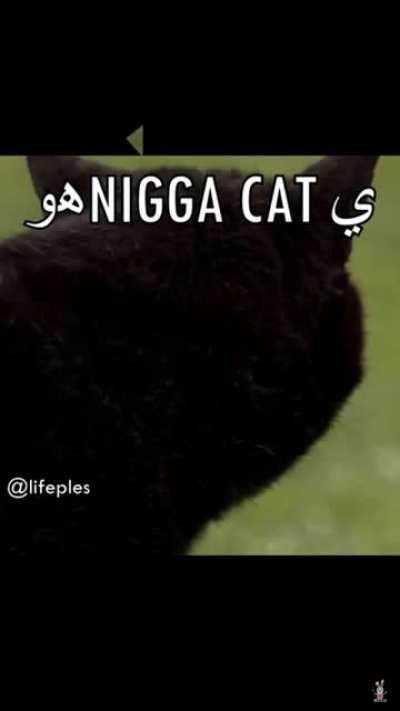 Nigga c*t 😼😼😼