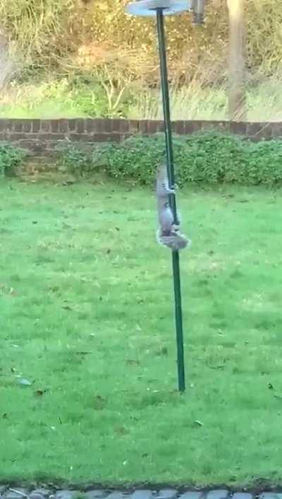 Mum was fed up of the squirrels stealing all the bird food so she greased the feeder!