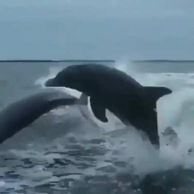 Dolphins aren’t always majestic