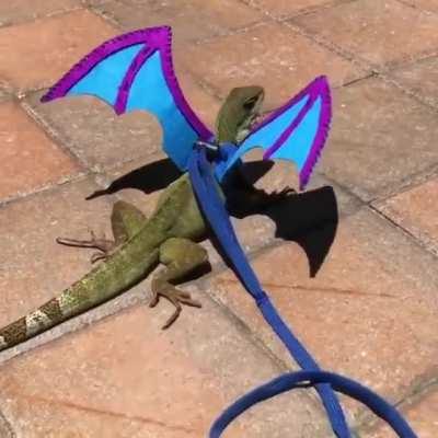 Onwers gets his pet lizard a pair of wings which move when the lizard breathes