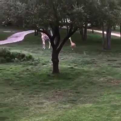 Baby giraffe at Animal Kingdom