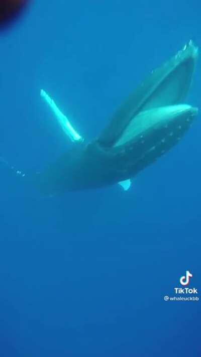 Whales love to make friends. I’d be a whale’s friend.