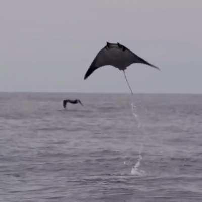 Manta ray taking off