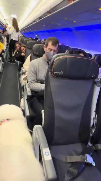 Samoyed Dog Makes Friends on a Plane While Travelling with Owner