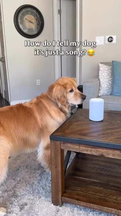 Golden retriever following the commands from lyrics🤣