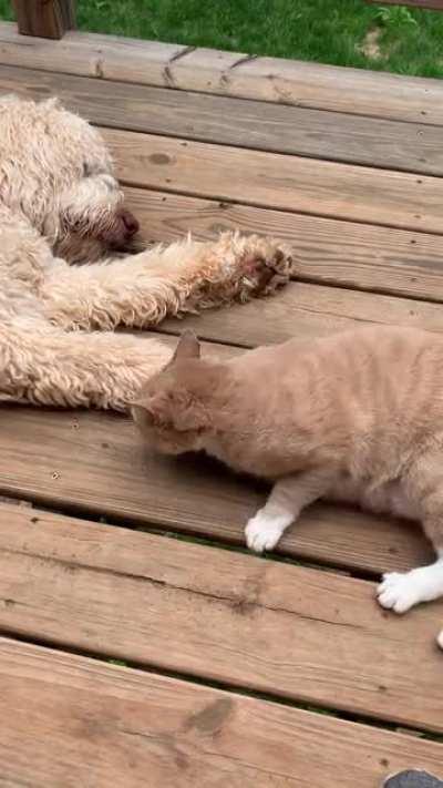 My cat and dog were separated for 4 days while my wife and I went away for the weekend. I think my cat is happy that they are reunited