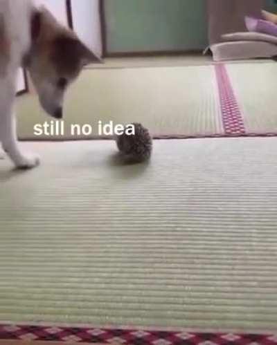 Doggo is confused