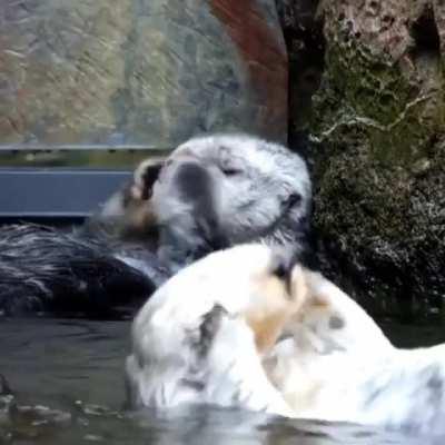 🔥 Otters enjoying a good bath 🔥