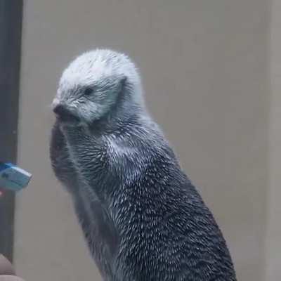 Checking Sea Otter temperature