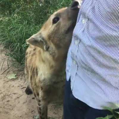 Spotted Hyenas are bigger than you think.