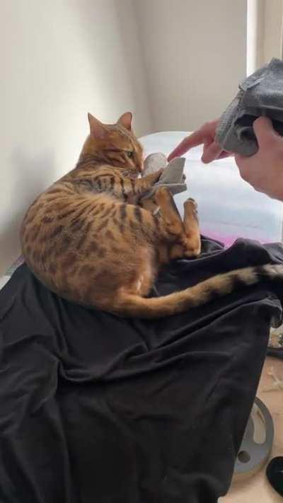 Doing laundry with a bengal cat.. 😆