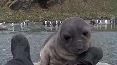 🔥 A wildlife photographer was photographing elephant seals on a beach and a baby came over to check him out