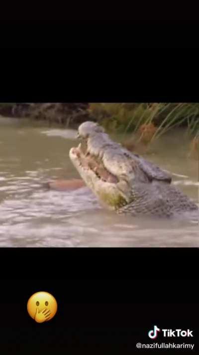 Crocodile snaps a deer in half