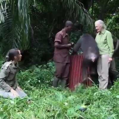 Rescued chimpanzee thanks Jane Goodall by giving her a hug