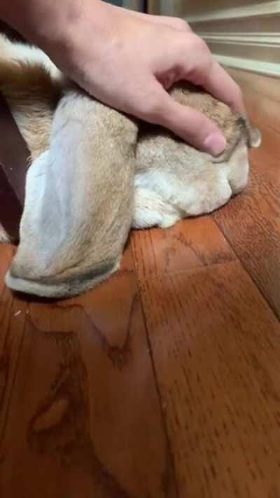 sleepy floof head rubs