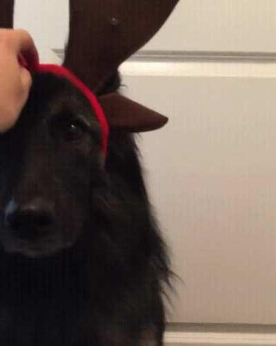 Illuminating reindeer hat for this German Sheperd