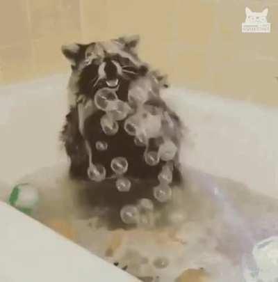 Just a racoon having a bubble bath