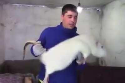 Catching A Rat This Size