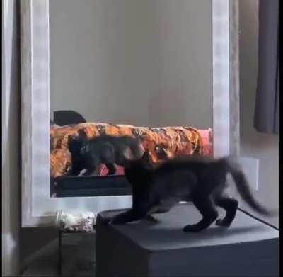 to scare the cat in the mirror