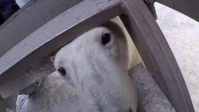 This polar bear is just curious......about how you taste