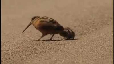 American woodcock luring worms