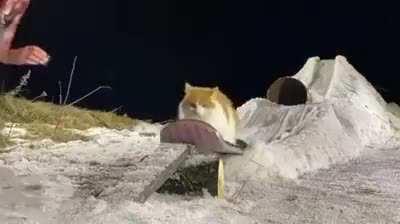 This cat on a snowboard.