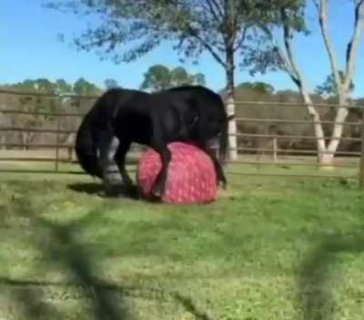 This fine horse being playful with exercise ball