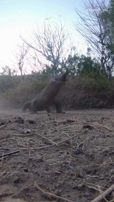 Komodo dragon swallowing a goat whole while alive.