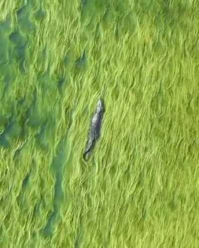 This crocodile wading through grass