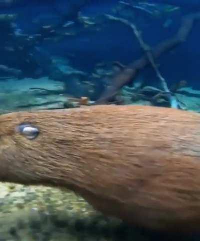 Capybaras are not only the largest rodents in the world, but they can also run underwater at speeds of up to 5 km/h