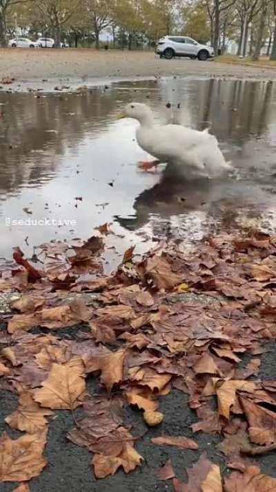 Zoomies over water puddle