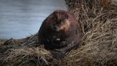 enjoy this chubby beaver rubbing its tummy