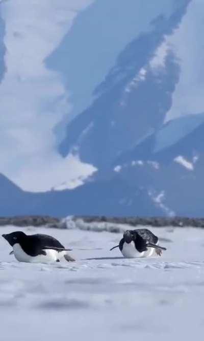 Chubby penguins are having fun in the snow.