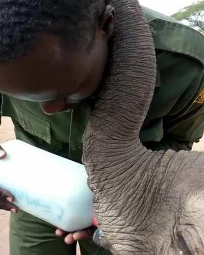 Baby elephant gets his afternoon bottle