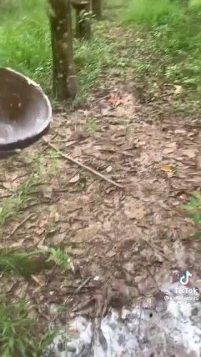 Harvesting rubber