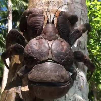 A half-sized coconut crab climbing a tree. The coconut crab is the largest land-based arthropod in the world, when fully grown they can weigh up to 4.1kg (9.0 lb) with a leg span more than 0.91m (3.0 ft). Credit: pohnpei_surf_club/IG