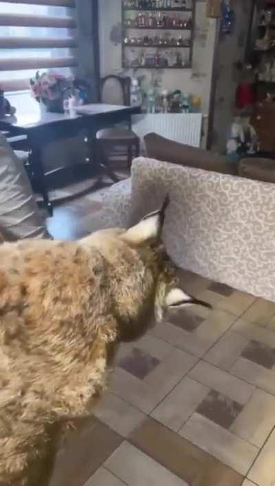 Woman adopted a Siberian lynx