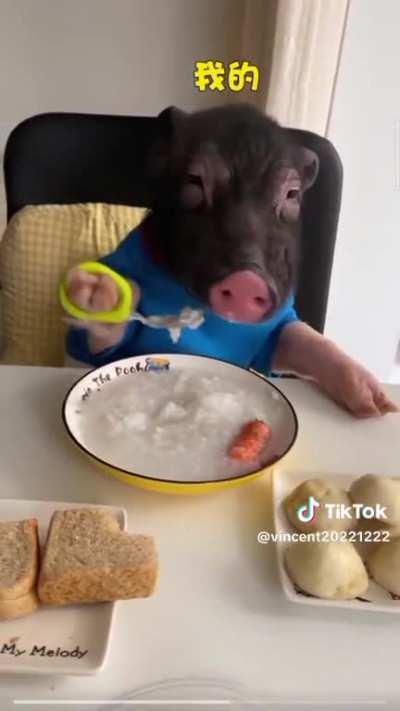 Pig eating with a spoon and being protective of it’s food