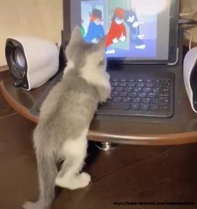 Watching Tom and Jerry with great attention