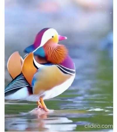 Behold the beautiful Mandarin duck