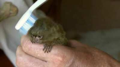 🔥 Baby Marmoset Loves being Brushed 🔥