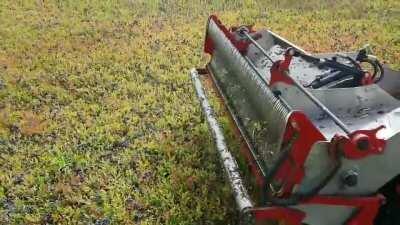 Wild Blueberries being harvested