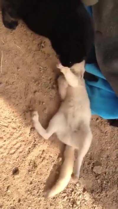 Fennec Fox being reunited with his best friend, William the cat.