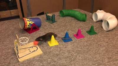 My Pet Rat Donut doing a Fun Agility Course, then Dunking a Basket!