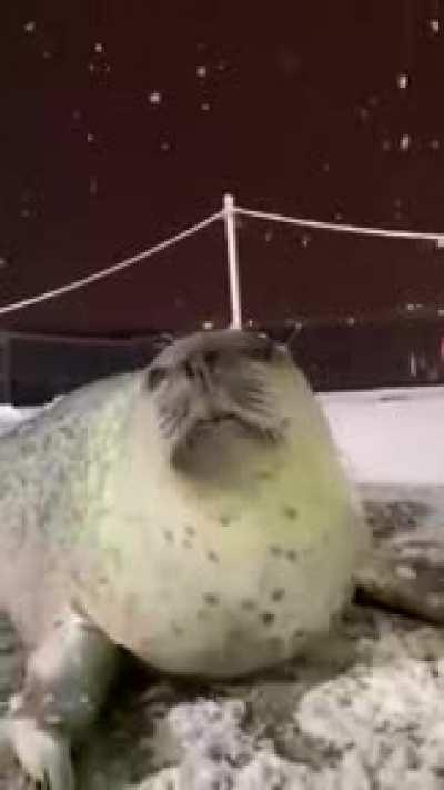 Happy seal in snow